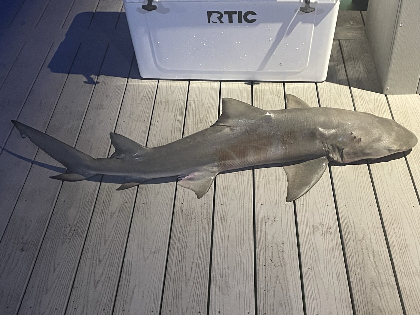 Large fish resting on a deck beside a cooler