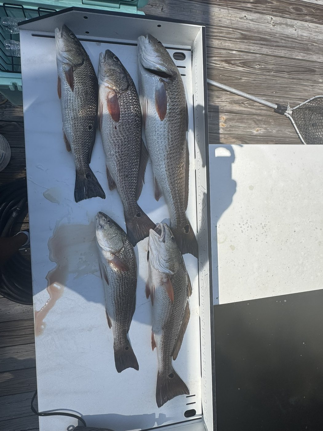 Several fish laid out on a dock after a day fishing Pumpkin Hill Creek