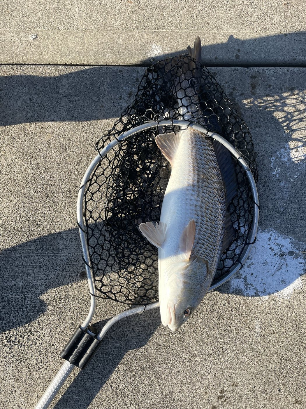 Fish in a landing net on the dock