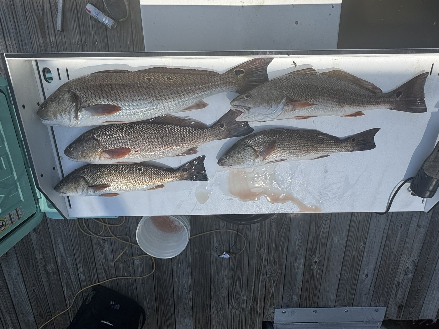 Several redfish lined up after a successful day fishing near Pumpkin Hill Creek